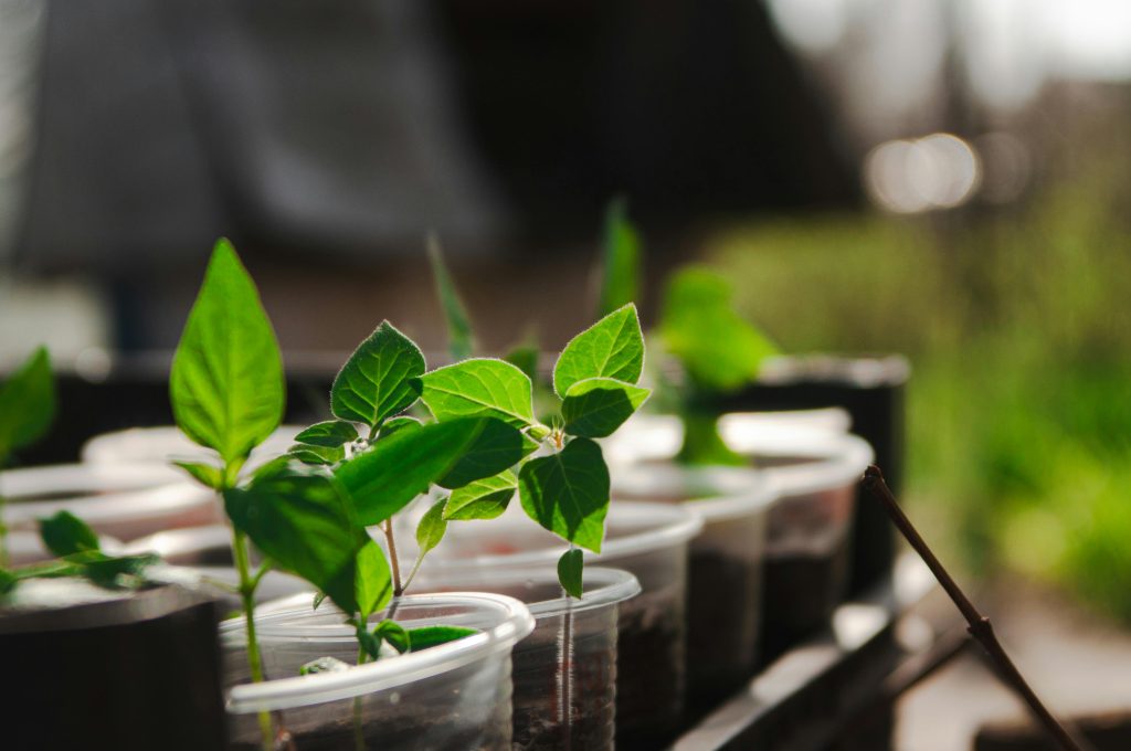 Close-up of young green plants growing in plastic cups outdoors.